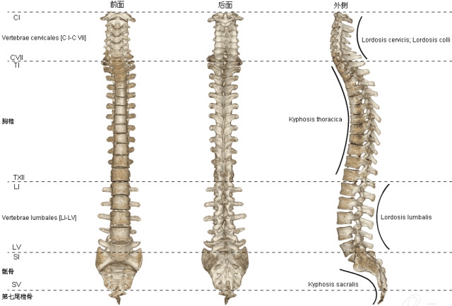 人體椎骨圖 人體椎骨圖