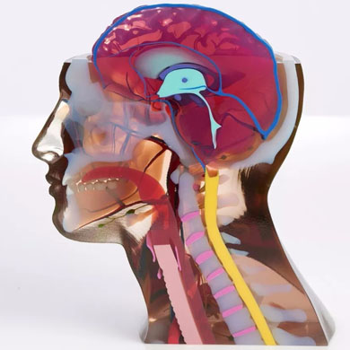 彩色3d打印人體器官醫(yī)學(xué)模型