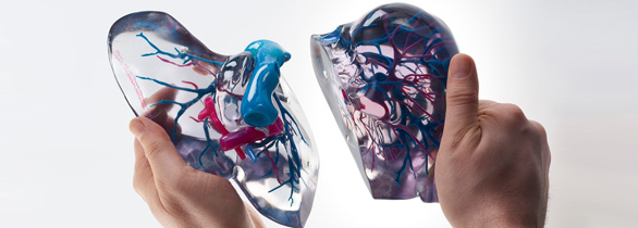 彩色3d打印人體器官醫(yī)學(xué)模型2